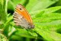 Coenonympha pamphilus